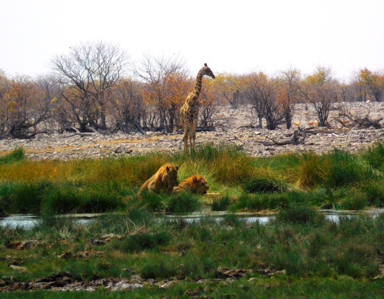 Giraffe und Löwen am Wasserloch im Etosha-Nationalpark